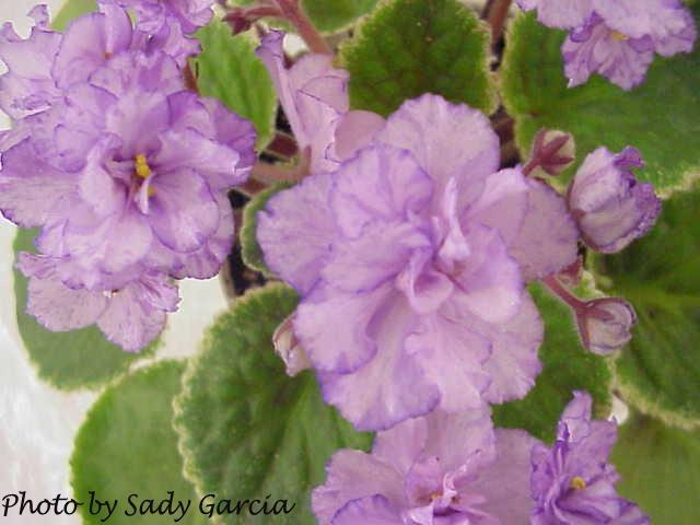 Buckeye Blithe Spirit – African Violet Society of America