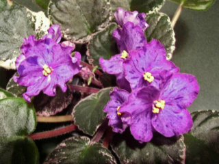 Buckeye Celebration 08/10/2000 (P. Hancock) Semidouble light purple star/dark purple and cranberry fantasy, cranberry ruffled edge. Variegated dark green, pink and cream, plain/red back. Large (DAVS 1616)