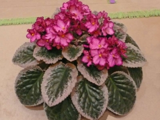 Buckeye Cherry Topping 07/27/1998 (P. Hancock) Single-semidouble bright pink sticktite pansy/cherry frilled edge. Variegated black-green, cream and pink, plain, glossy/red back. Large (DAVS 1617)