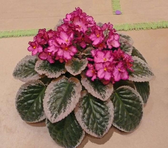 Buckeye Cherry Topping Buckeye Cherry Topping 07/27/1998 (P. Hancock) Single-semidouble bright pink sticktite pansy/cherry frilled edge. Variegated black-green, cream and pink, plain, glossy/red back. Large (DAVS 1617)