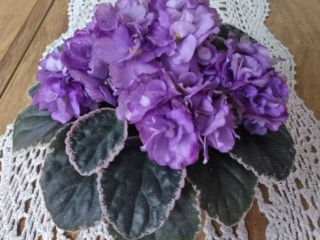 Buckeye Enough Pizzazz 04/15/2015 (P. Hancock) Semidouble-double lavender two-tone pansy/purple top petals, variable thin purple edge. Variegated dark green, pink and cream, glossy/red back. Large
