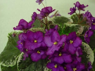 Buckeye Eyestopper 01/05/2012 (P. Hancock) Semidouble dark lavender-pink ruffled pansy/purple and raspberry fantasy, raspberry edge. Variegated dark green, pink and cream. Large (DAVS 1745)