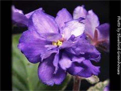 Buckeye Babe Buckeye Babe (P. Hancock) Semidouble lavender ruffled star/thin purple edge. Variegated dark green, pink and cream. Standard
