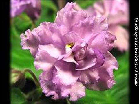 Buckeye Ballerina Buckeye Ballerina 07/27/1998 (P. Hancock) Double lavender-pink frilled/purple fantasy; variable purple edge. Variegated medium green and cream, heart-shaped, quilted, glossy. Standard (DAVS 1608)