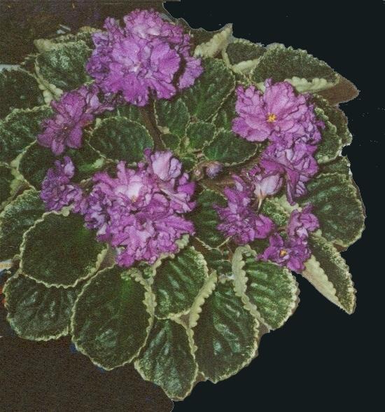 Buckeye Ballet Master Buckeye Ballet Master (P. Hancock) Double purple large/darker tips, variable thin white edge on top petals. Variegated medium green and cream. Standard
