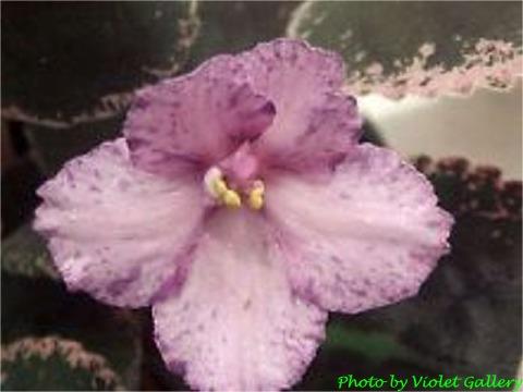 Buckeye Beauty Buckeye Beauty 01/25/1997 (P. Hancock) Semidouble pale raspberry-lavender large ruffled pansy/dark raspberry and purple fantasy, variable purple edge. Variegated dark green, rose and cream, plain, serrated/red back. Large