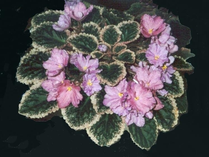 Buckeye Bejeweled Buckeye Bejeweled (P. Hancock) Semidouble lavender-pink pansy/raspberry and purple fantasy. Variegated dark green, cream and pink. Standard