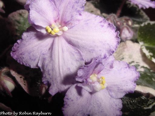 Buckeye Bellringer Buckeye Bellringer 07/14/1997 (P. Hancock) Semidouble-double lavender-pink ruffled pansy/purple fantasy, variable purple edge. Variegated dark green and pink, heart-shaped, quilted, glossy, serrated/red back. Large