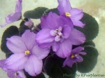 Buckeye Berry Buckeye Berry (P. Hancock) Semidouble lavender-purple two-tone large. Variegated dark green, pink and cream. Standard