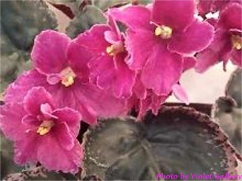 Buckeye Blame Doris Buckeye Blame Doris 01/25/1997 (P. Hancock) Semidouble pink-fuchsia pansy/variable thin white edge. Variegated dark green, rose and cream, heart-shaped, serrated/red back. Large