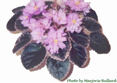 Buckeye Bouquet Buckeye Bouquet 01/25/1997 (P. Hancock) Semidouble-double lavender-pink ruffled/raspberry and purple fantasy, variable raspberry edge. Variegated medium green and cream, plain, pointed, serrated. Large (DAVS 1611)