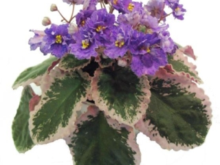 Buckeye Bravado 01/25/1997 (P. Hancock) Semidouble-double light purple ruffled star/darker fantasy. Variegated dark green, rose and cream, heart-shaped, serrated/red back. Large (DAVS 1612)