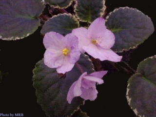 Buckeye Bridal Gown (P. Hancock) Semidouble pale lavender blush pansy. Variegated dark green, pink and cream. Standard