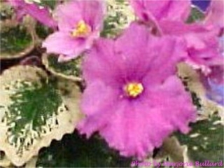 Buckeye Bridesmaid 07/14/1997 (P. Hancock) Semidouble-double bright pink ruffled large. Variegated medium green and cream, plain, glossy. Standard