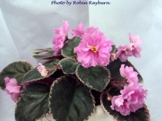 Buckeye Bubblegum 07/14/1997 (P. Hancock) Double hot pink ruffled large. Variegated medium green, cream and pink, plain, glossy/red back. Standard