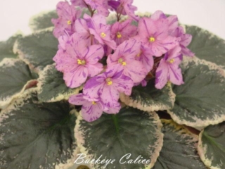 Buckeye Calico 07/27/1998 (P. Hancock) Semidouble pink pansy/purple fantasy. Variegated dark green, cream and pink, heart-shaped, glossy/red back. Large (DAVS 1614)
