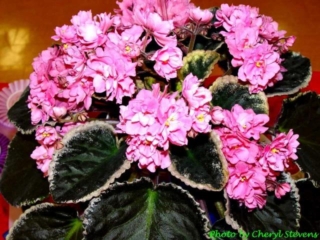 Buckeye Candy Kisses 06/25/2001 (P. Hancock) Semidouble-double bright pink ruffled star. Variegated dark green, pink and cream, plain, glossy, serrated/red back. Large (DAVS 1615)