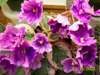 Buckeye Candy Sprinkles (P. Hancock) Semidouble fuchsia pansy/purple fantasy. Variegated dark green, pink and cream. Standard
