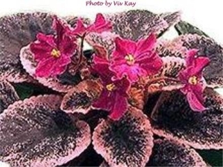 Buckeye Candy Striper 06/25/2001 (P. Hancock) Semidouble light red ruffled star/darker fantasy, rays. Variegated dark green, pink and cream, plain, glossy/red back. Large