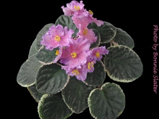 Buckeye Carioca (P. Hancock) Semidouble lavender-purple sticktite star/purple fantasy. Variegated dark green, cream and pink. Standard
