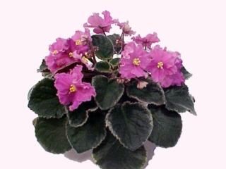 Buckeye Charmer (P. Hancock) Semidouble bright pink ruffled star. Variegated dark green, pink and cream, serrated. Large