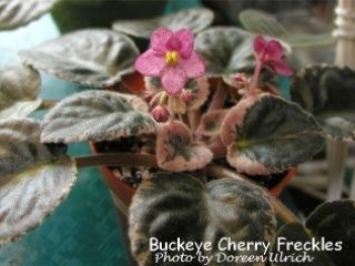 Buckeye Cherry Freckles 08/10/2000 (P. Hancock) Semidouble pink pansy/cranberry-wine fantasy, cranberry ruffled edge. Variegated dark green, pink and cream, plain/red back. Standard