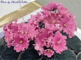 Buckeye Cherry Pink 07/27/1998 (P. Hancock) Semidouble bright mauve-pink ruffled star. Variegated dark green, cream and pink, heart-shaped, quilted, serrated/red back. Large