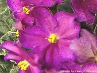 Buckeye Cherry Sundae 07/13/2006 (P. Hancock) Semidouble cherry pink pansy/purple overlay, thin purple edge. Variegated dark green, pink and cream, plain, pointed/red back. Large