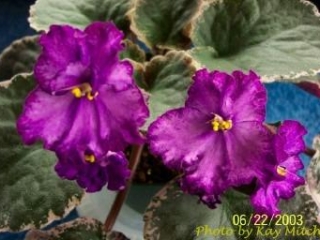 Buckeye Chitchat (P. Hancock) Semidouble lavender-purple ruffled pansy/variable purple fantasy; purple edge. Variegated black-green, pink and cream, pointed, ruffled. Large