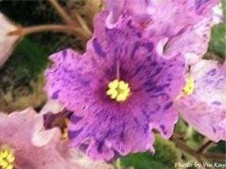 Buckeye Cinema Star 11/13/2012 (P. Hancock) Single-semidouble light purple ruffled star/darker fantasy. Variegated dark green, cream and pink, plain, glossy, serrated. Large