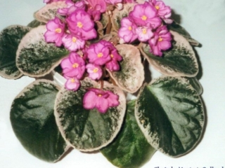 Buckeye Concerto 05/06/2003 (P. Hancock) Semidouble bright pink pansy/wide raspberry-purple edge. Variegated dark green, pink and cream, plain, glossy/red back. Large