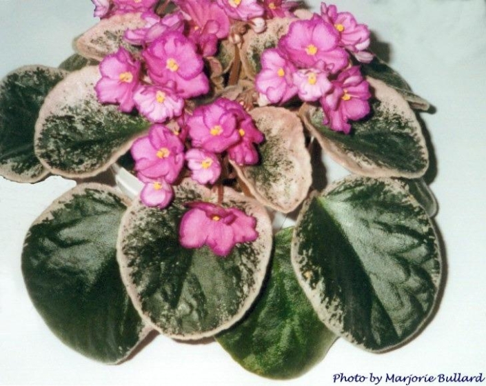 Buckeye Concerto Buckeye Concerto 05/06/2003 (P. Hancock) Semidouble bright pink pansy/wide raspberry-purple edge. Variegated dark green, pink and cream, plain, glossy/red back. Large