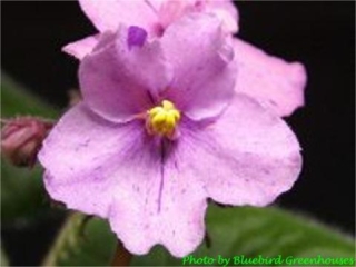 Buckeye Confetti (P. Hancock) Semidouble lavender-pink pansy/raspberry and purple fantasy. Variegated medium green, pink and cream. Large