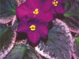 Buckeye Constellation 08/10/2000 (P. Hancock) Semidouble light purple ruffled star/dark purple and raspberry fantasy, thin raspberry edge. Variegated dark green, pink and cream, plain/red back. Large