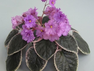 Buckeye Country Gal 08/10/2000 (P. Hancock) Semidouble light fuchsia large ruffled pansy/variable lavender-purple fantasy. Variegated dark green, pink and cream, heart-shaped, glossy, serrated/red back. Large (DAVS 1620)
