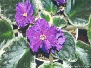 Buckeye Crackerjack 06/25/2001 (P. Hancock) Semidouble-double light purple large ruffled star/darker fantasy. Variegated dark green, pink and cream, heart-shaped, glossy, serrated. Large