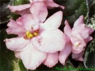 Buckeye Crested Peach (P. Hancock) Semidouble-double peach-pink ruffled/variable darker peach tips. Variegated dark green, pink and cream, plain. Standard