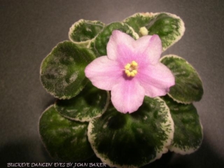 Buckeye Dancin&#039; Eyes (P. Hancock) Semidouble white star/variable dark pink eye, rays. Variegated medium green and cream. Large