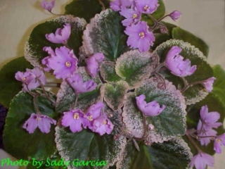 Buckeye Daydreamer 06/25/2001 (P. Hancock) Semidouble mauve-pink large star. Variegated dark green, pink and cream, plain, glossy/red back. Large