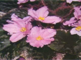Buckeye Delicious 01/05/2012 (P. Hancock) Semidouble medium pink frilled pansy. Variegated dark green, pink and cream, serrated. Large (DAVS 1742)
