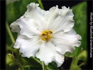 Buckeye Diamond Dust (P. Hancock) Semidouble white large ruffled star/variable pink overlay. Variegated medium green and cream. Large
