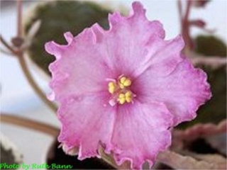 Buckeye Dulcet Tones (P. Hancock) Semidouble pink star/variable darker overlay, edge. Variegated dark green, pink and cream. Large