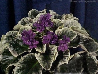 Buckeye Elderberry Wine (P. Hancock) Semidouble wine pansy/variable lighter and darker fantasy. Variegated dark green, pink and cream. Standard