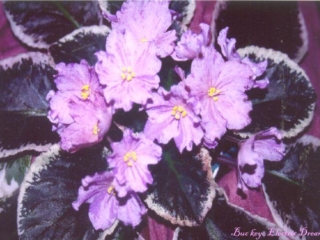 Buckeye Electric Dream 02/19/2004 (P. Hancock) Semidouble lavender-pink star/purple and pink fantasy. Variegated dark green, pink and cream, plain, glossy. Large