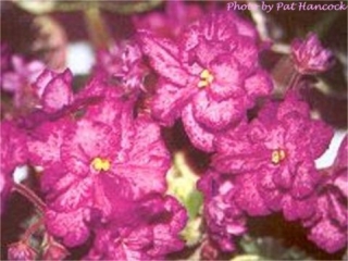 Buckeye Encore 05/04/2004 (P. Hancock) Semidouble-double lavender-pink ruffled pansy/red-purple fantasy, edge. Variegated dark green, cream and pink, plain/red back. Large