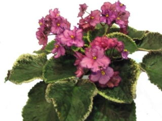 Buckeye Especially Mine 06/25/2001 (P. Hancock) Semidouble pink-lavender ruffled pansy/variable raspberry and purple fantasy; raspberry-purple edge. Variegated dark green, pink and cream, heart-shaped, glossy, serrated/red back. Large (DAVS 1623)