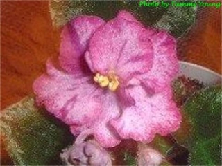 Buckeye Eureka (P. Hancock) Semidouble mauve ruffled star/purple streaks. Variegated dark green, pink and cream. Standard