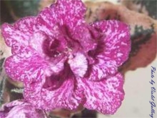 Buckeye Evermore Freckles 01/05/2012 (P. Hancock) Semidouble mauve-pink frilled pansy/purple and raspberry fantasy. Variegated dark green, pink and cream. Large (DAVS 1743)