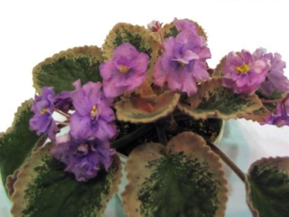 Buckeye Everybody&#039;s Fantasy (P. Hancock) Semidouble-double lavender ruffled pansy/purple and raspberry fantasy. Variegated dark green, pink and cream. Large