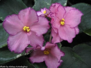 Buckeye Extravaganza 01/05/2012 (P. Hancock) Semidouble light raspberry ruffled star/dark raspberry fantasy, edge. Variegated dark green, pink and cream. Large (DAVS 1744)